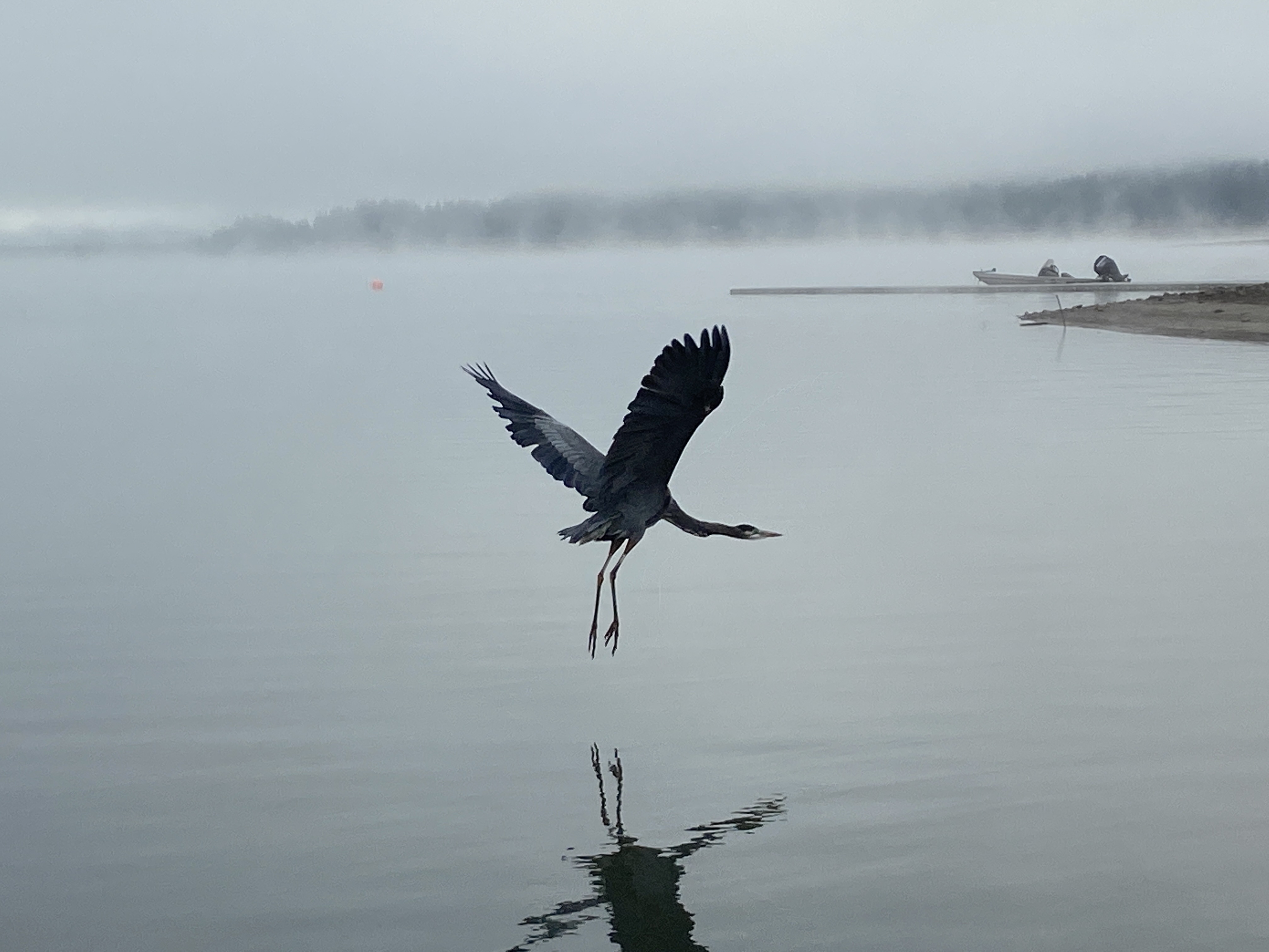 heron mid-flight