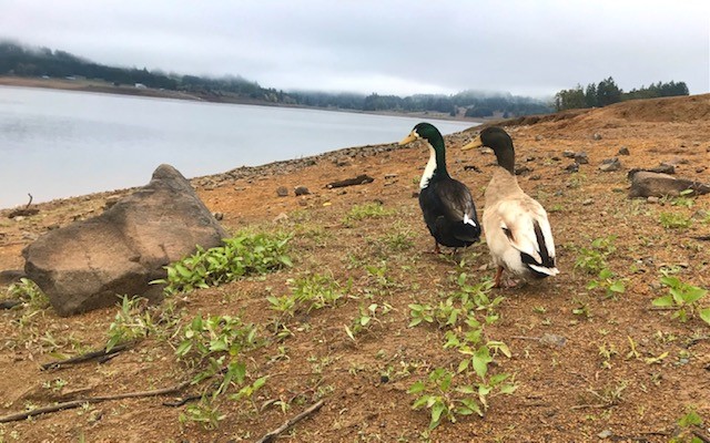 ducks at the lake